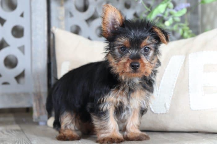 Squeak - Captivating TEACUP Yorkshire Terriers - Image 3