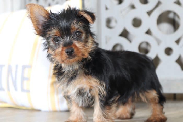 Squeak - Captivating TEACUP Yorkshire Terriers - Image 4