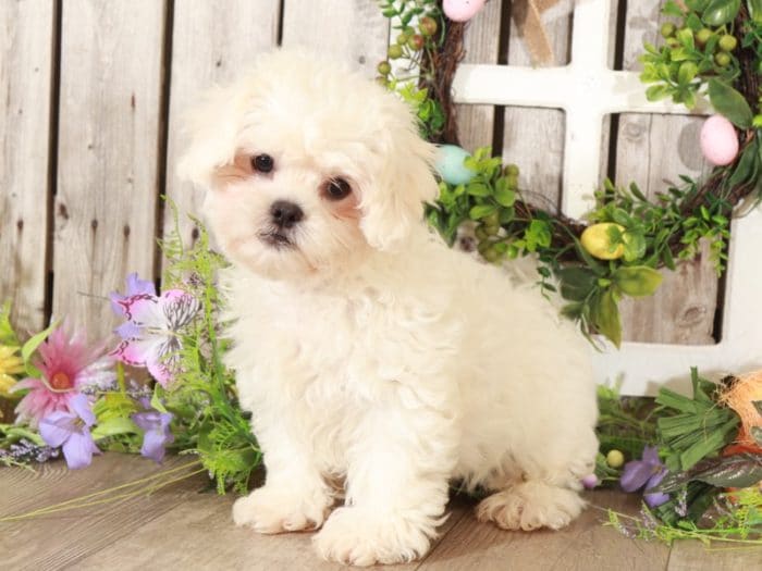 Stan - Affectionate Teddy Bear - Image 2