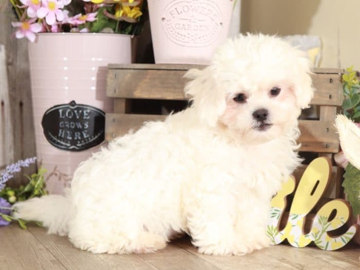 Stan - Affectionate Teddy Bear