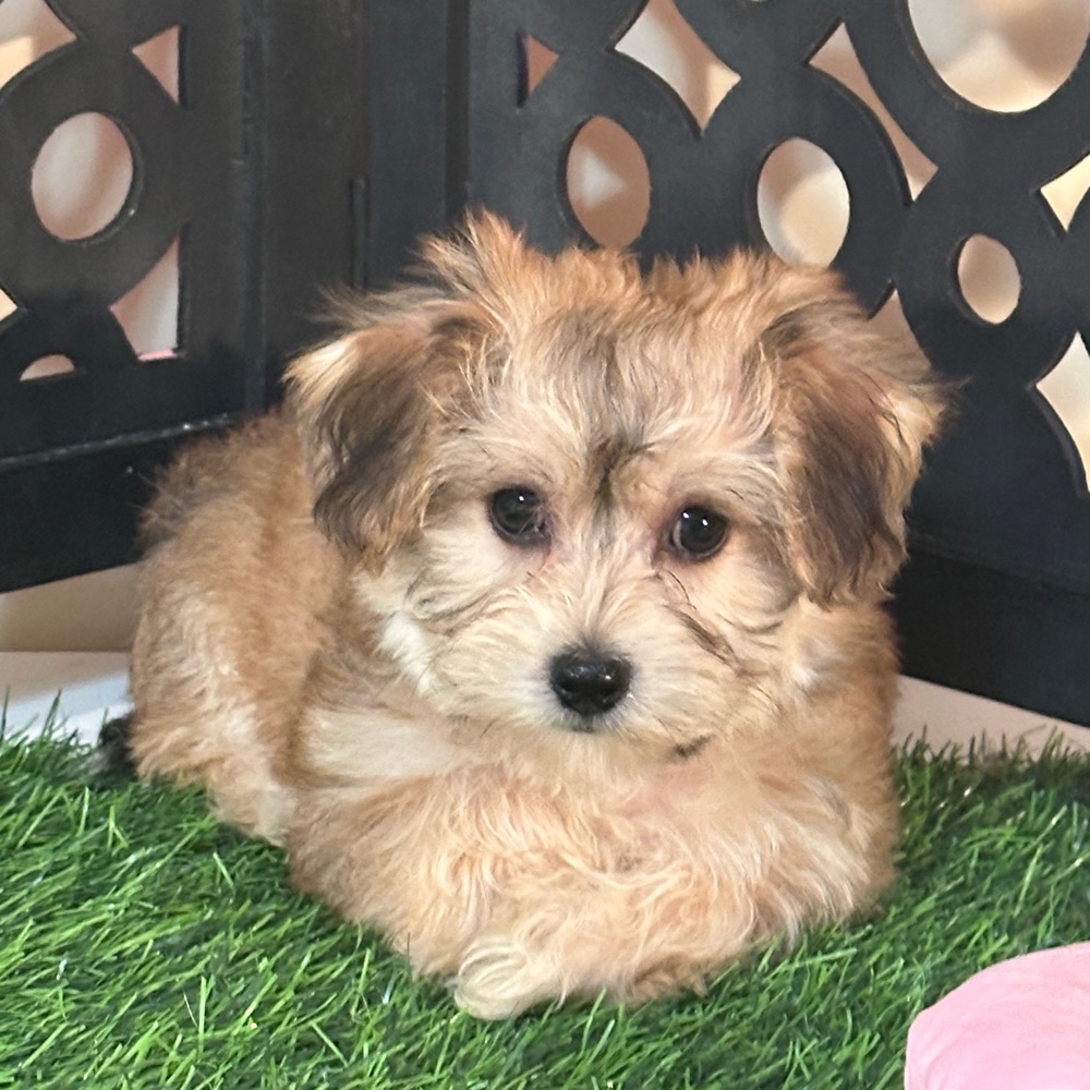 Star-Sweet Female Yochon Puppy