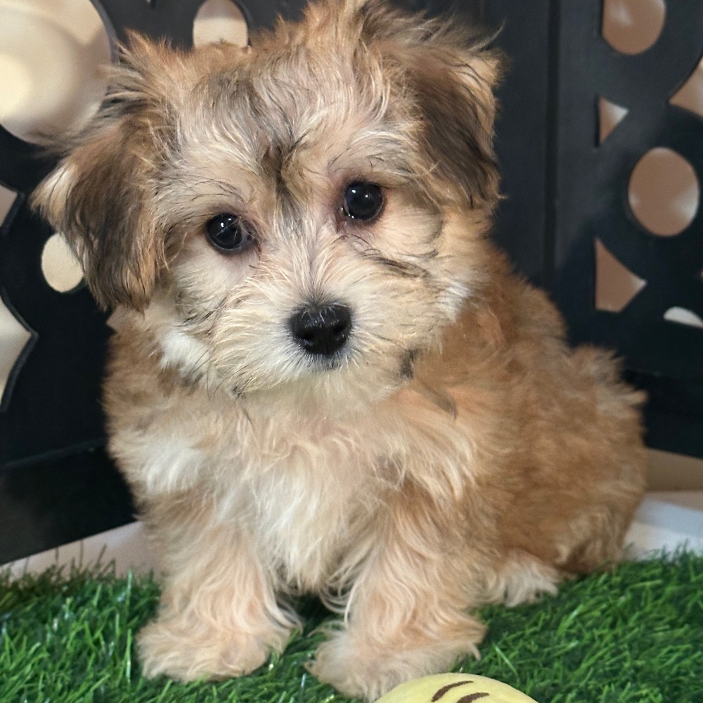 Star-Sweet Female Yochon Puppy - Image 2
