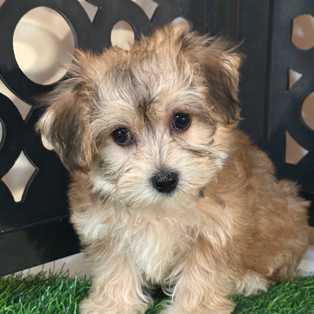 Star-Sweet Female Yochon Puppy - Image 3