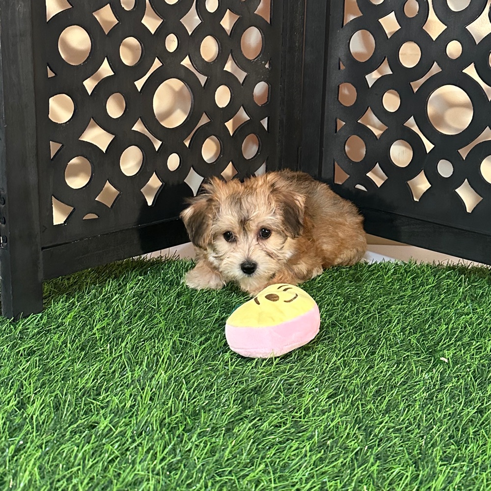 Star-Sweet Female Yochon Puppy - Image 4