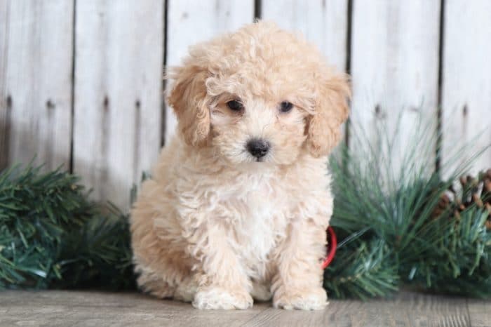 Stella - Joyful Little TOY Poodle - Image 2