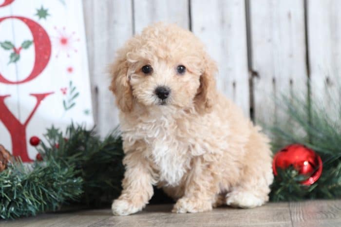 Stella - Joyful Little TOY Poodle - Image 3
