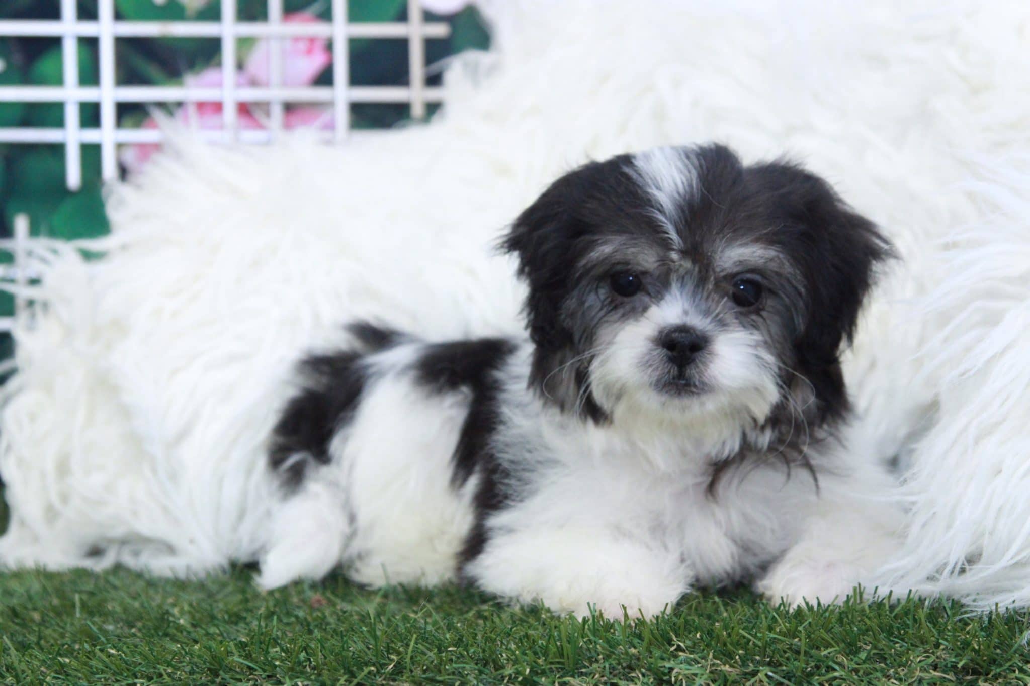 Stella - Spunky Female Teddy Bear Puppy