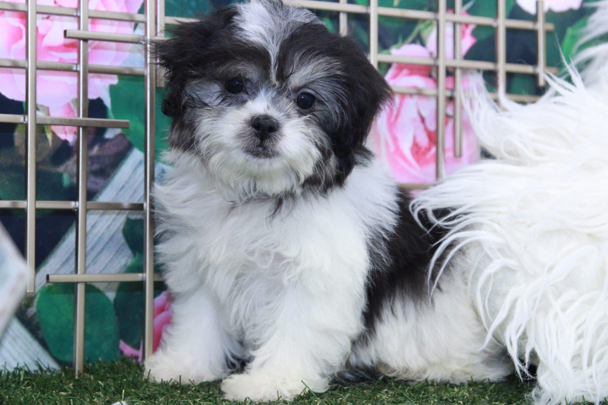 Stella - Spunky Female Teddy Bear Puppy - Image 3