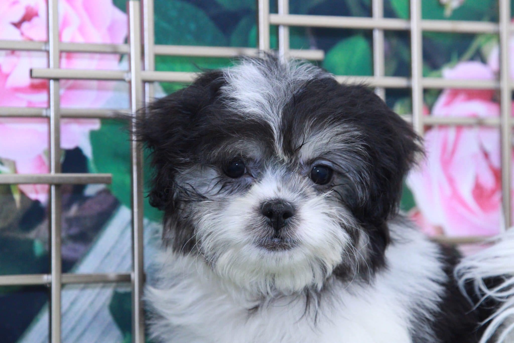 Stella - Spunky Female Teddy Bear Puppy - Image 4