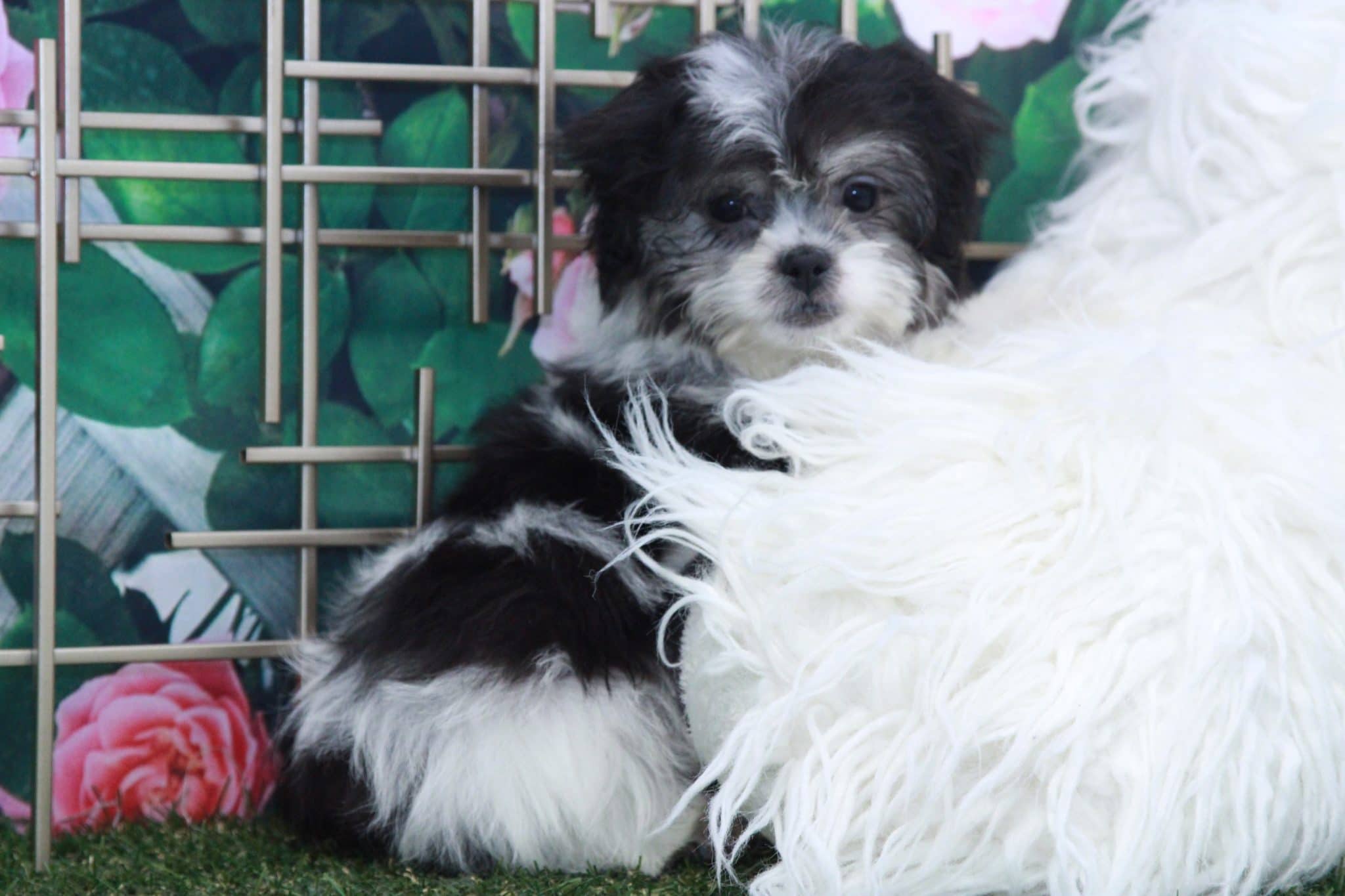 Stella - Spunky Female Teddy Bear Puppy - Image 5