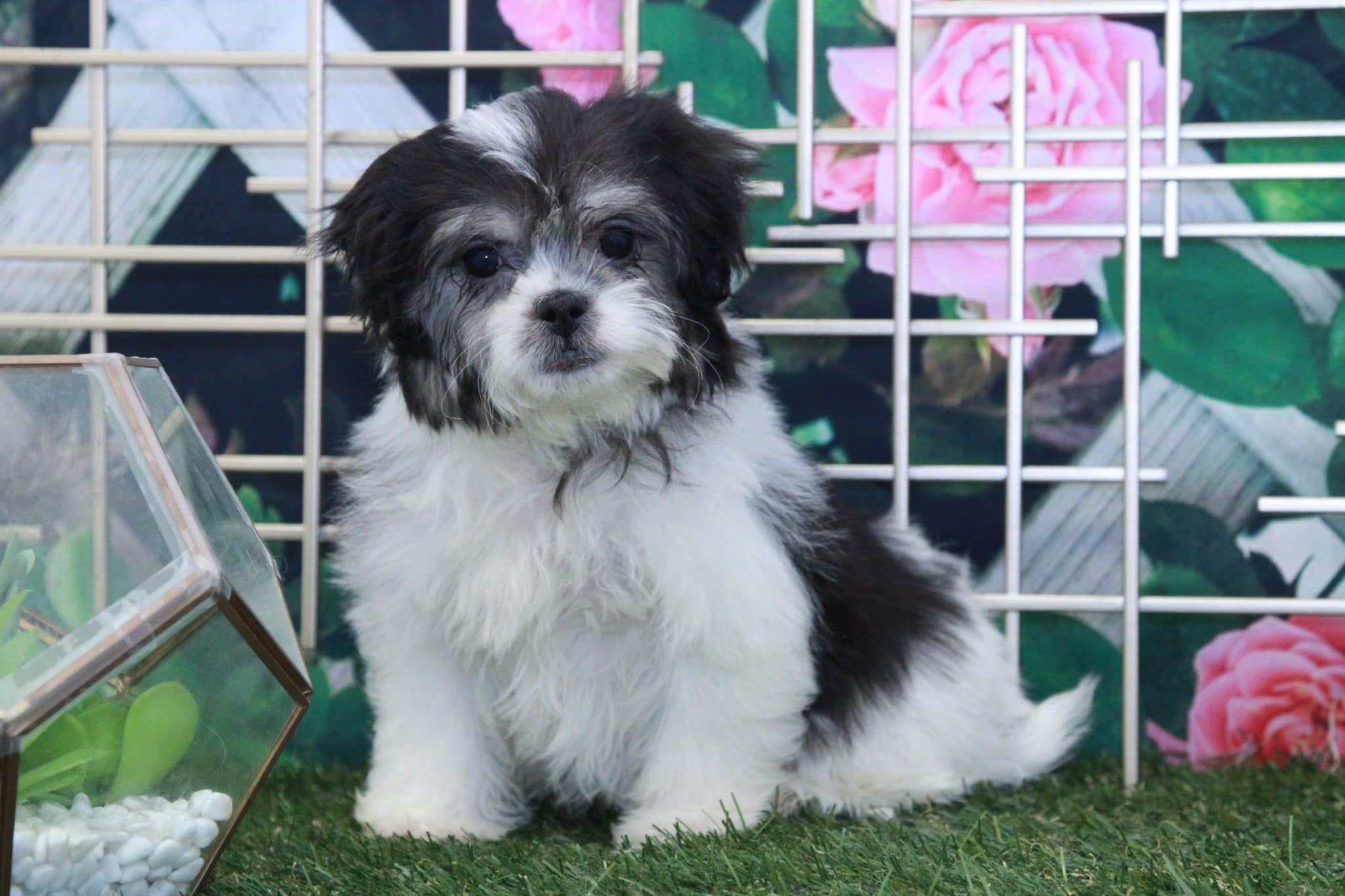 Stella - Spunky Female Teddy Bear Puppy - Image 6