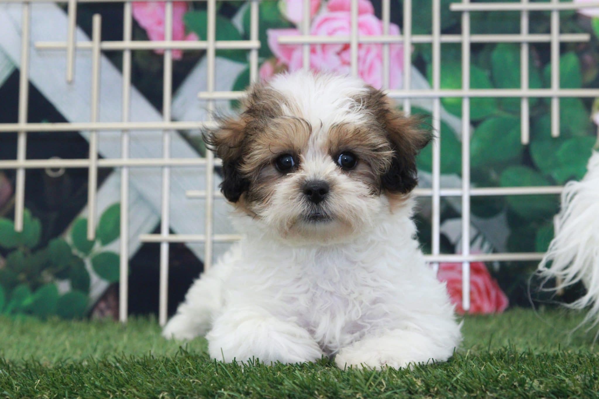 Storm - Spunky Female Teddy Bear Puppy - Image 2