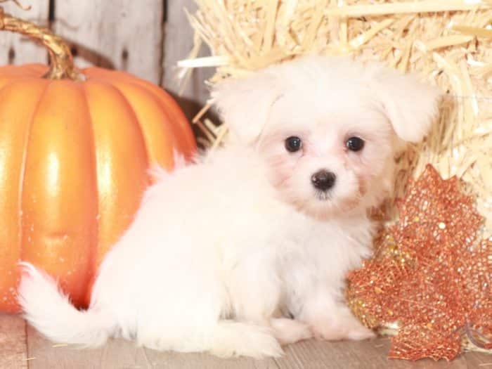 Stormie - Cute TEACUP Maltese