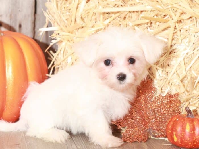 Stormie - Cute TEACUP Maltese - Image 3