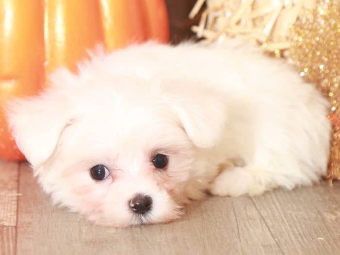 Stormie - Cute TEACUP Maltese - Image 4