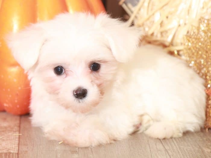 Stormie - Cute TEACUP Maltese - Image 5