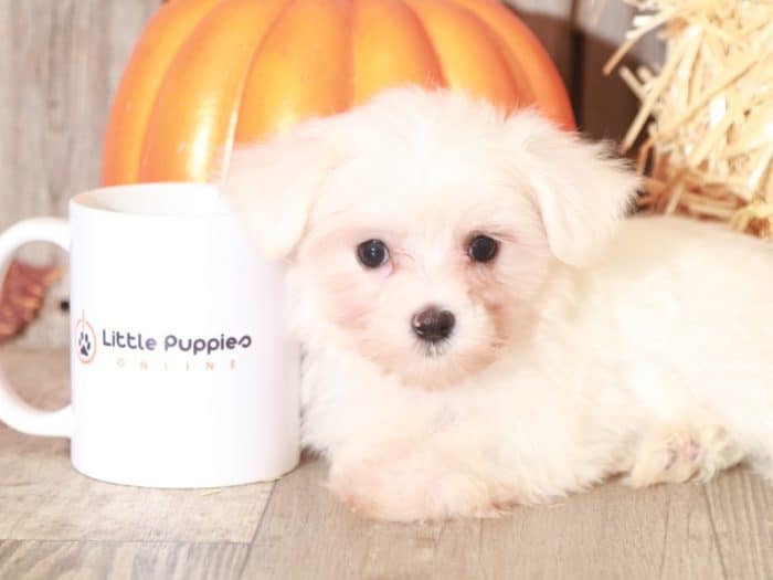 Stormie - Cute TEACUP Maltese - Image 6