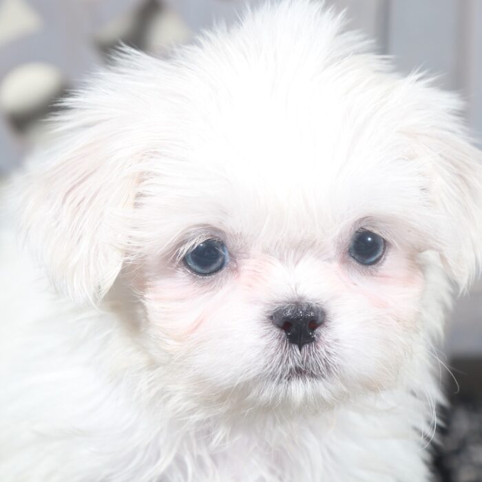 Sugar - Stunning Little ACA Female Imperial Shih-Tzu Puppy