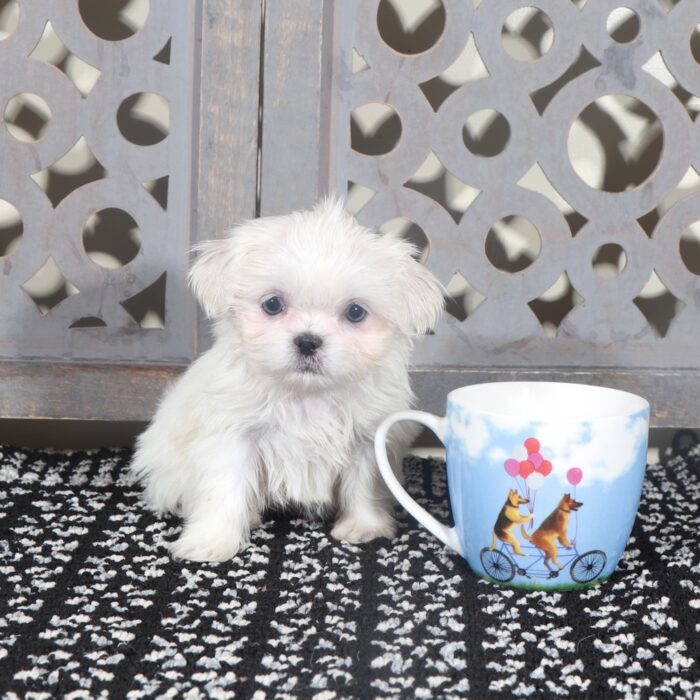 Sugar - Stunning Little ACA Female Imperial Shih-Tzu Puppy - Image 2