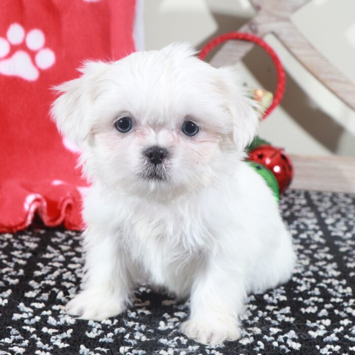 Sugar - Stunning Little ACA Female Imperial Shih-Tzu Puppy - Image 4