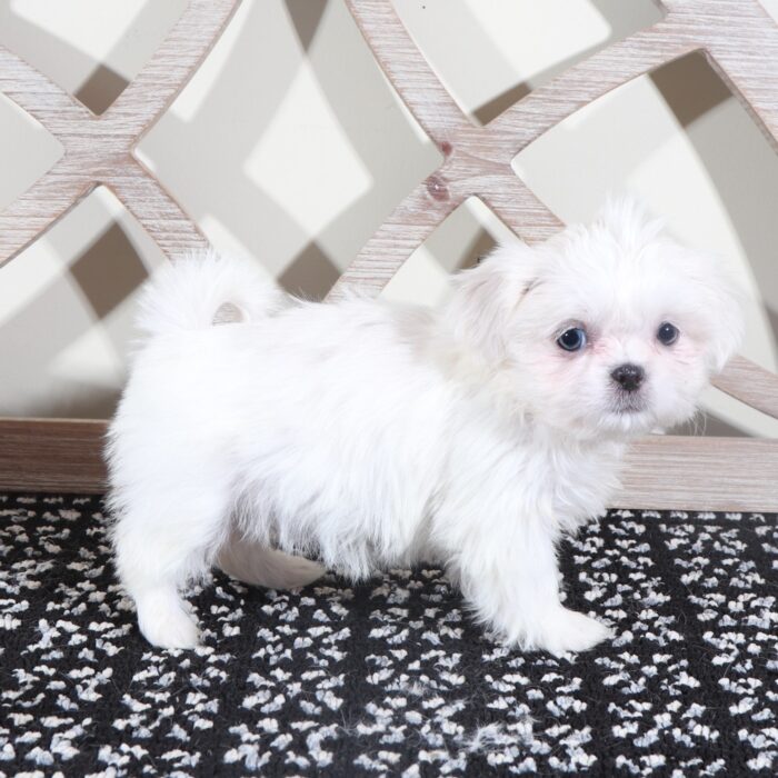 Sugar - Stunning Little ACA Female Imperial Shih-Tzu Puppy - Image 5