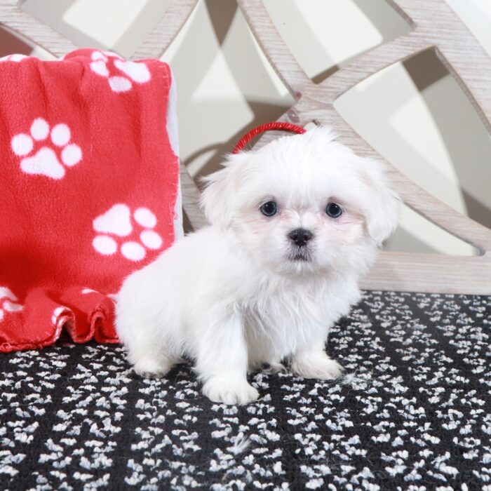 Sugar - Stunning Little ACA Female Imperial Shih-Tzu Puppy - Image 6