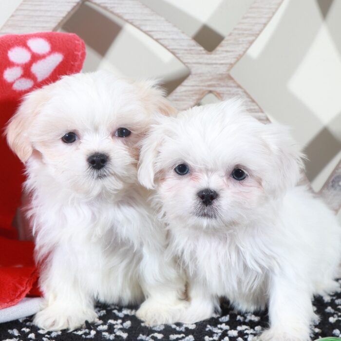 Sugar - Stunning Little ACA Female Imperial Shih-Tzu Puppy - Image 7