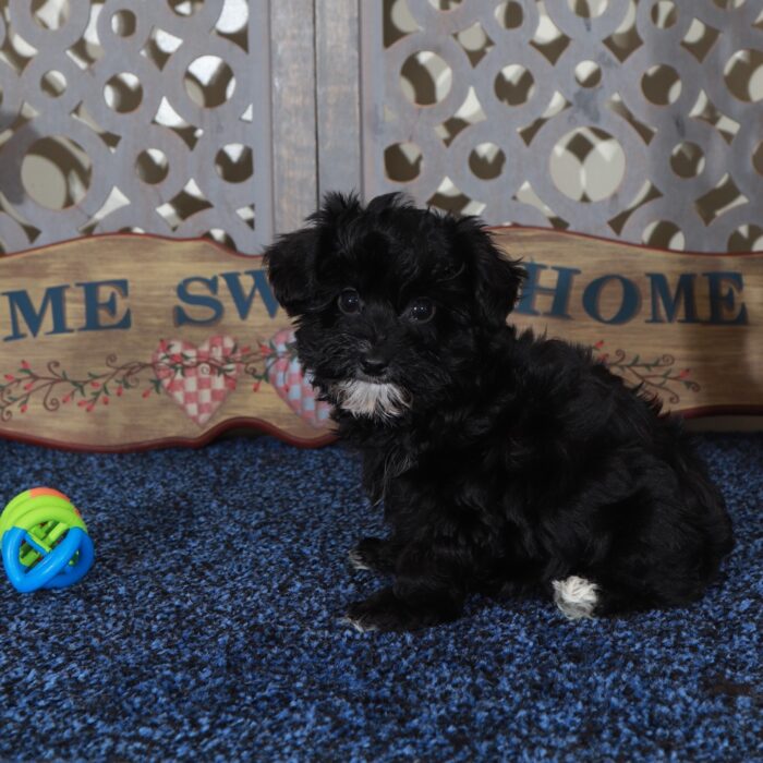Sunshine Sweet Yorkie-Poo Puppy - Image 2