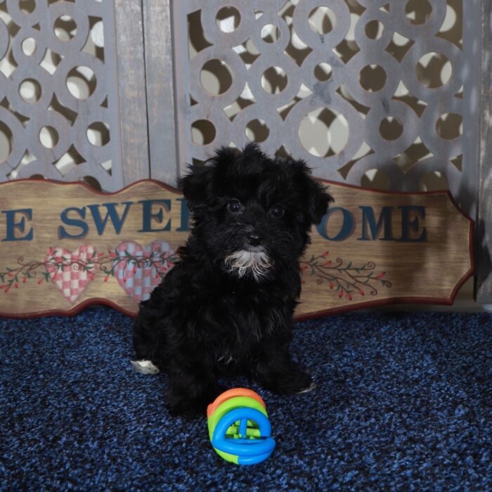 Sunshine Sweet Yorkie-Poo Puppy - Image 3