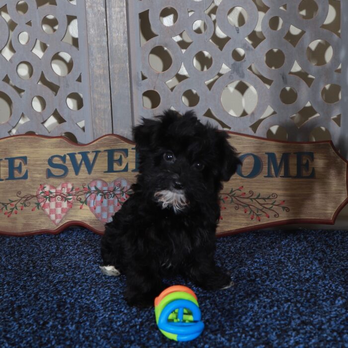 Sunshine Sweet Yorkie-Poo Puppy - Image 4