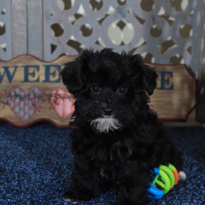 Sunshine Sweet Yorkie-Poo Puppy - Image 5