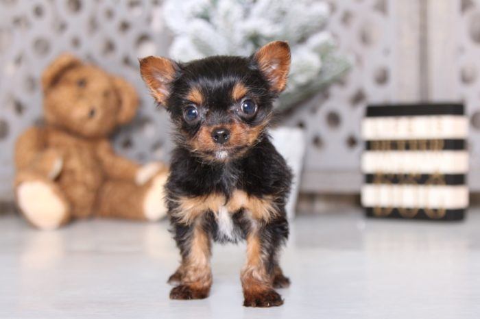 Sunshine - Darling Chorkie - Image 3