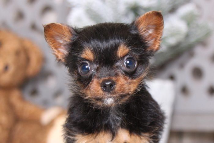 Sunshine - Darling Chorkie - Image 2