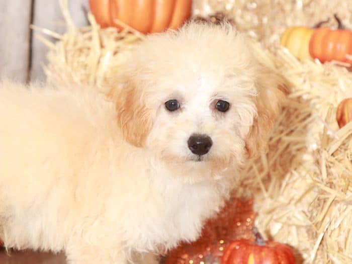 Sutton - Wonderful Poochon Puppy