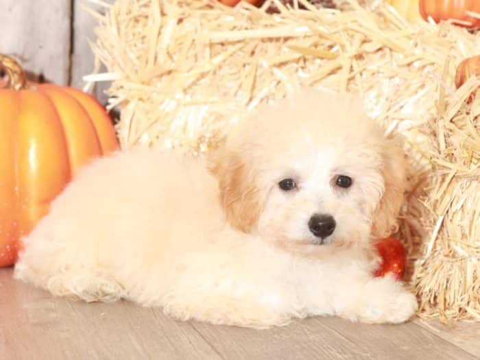 Sutton - Wonderful Poochon Puppy - Image 3