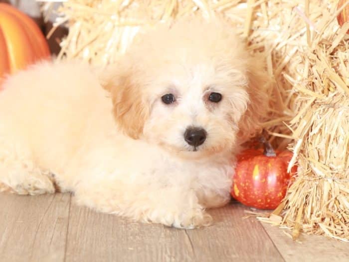 Sutton - Wonderful Poochon Puppy - Image 4