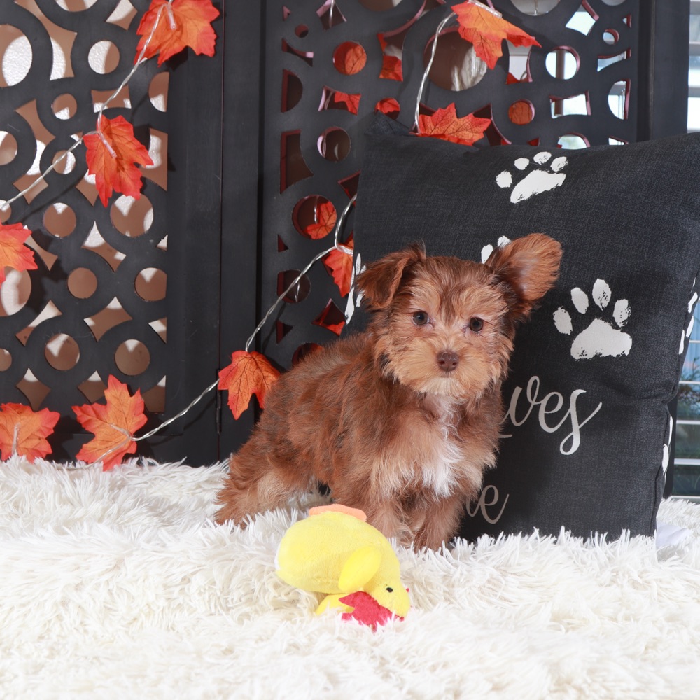 Suzie-Q Gorgeous Yorkie-Poo Puppy - Image 2