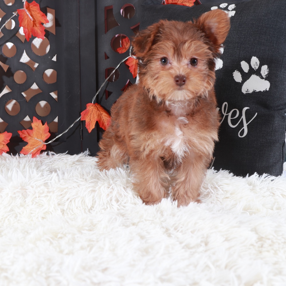 Suzie-Q Gorgeous Yorkie-Poo Puppy - Image 3