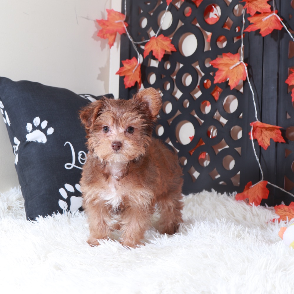 Suzie-Q Gorgeous Yorkie-Poo Puppy - Image 4