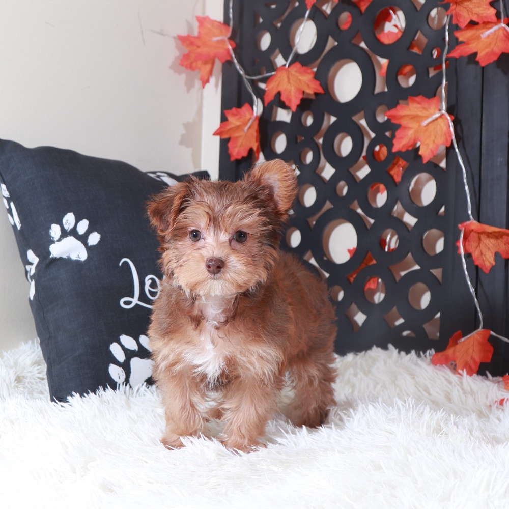 Suzie-Q Gorgeous Yorkie-Poo Puppy