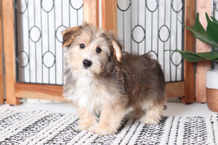 Taco - Sweet Little Male Yochon Puppy