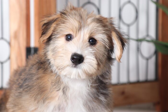 Taco - Sweet Little Male Yochon Puppy - Image 2