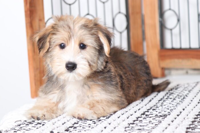 Taco - Sweet Little Male Yochon Puppy - Image 3