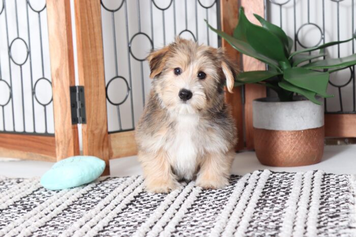 Taco - Sweet Little Male Yochon Puppy - Image 4