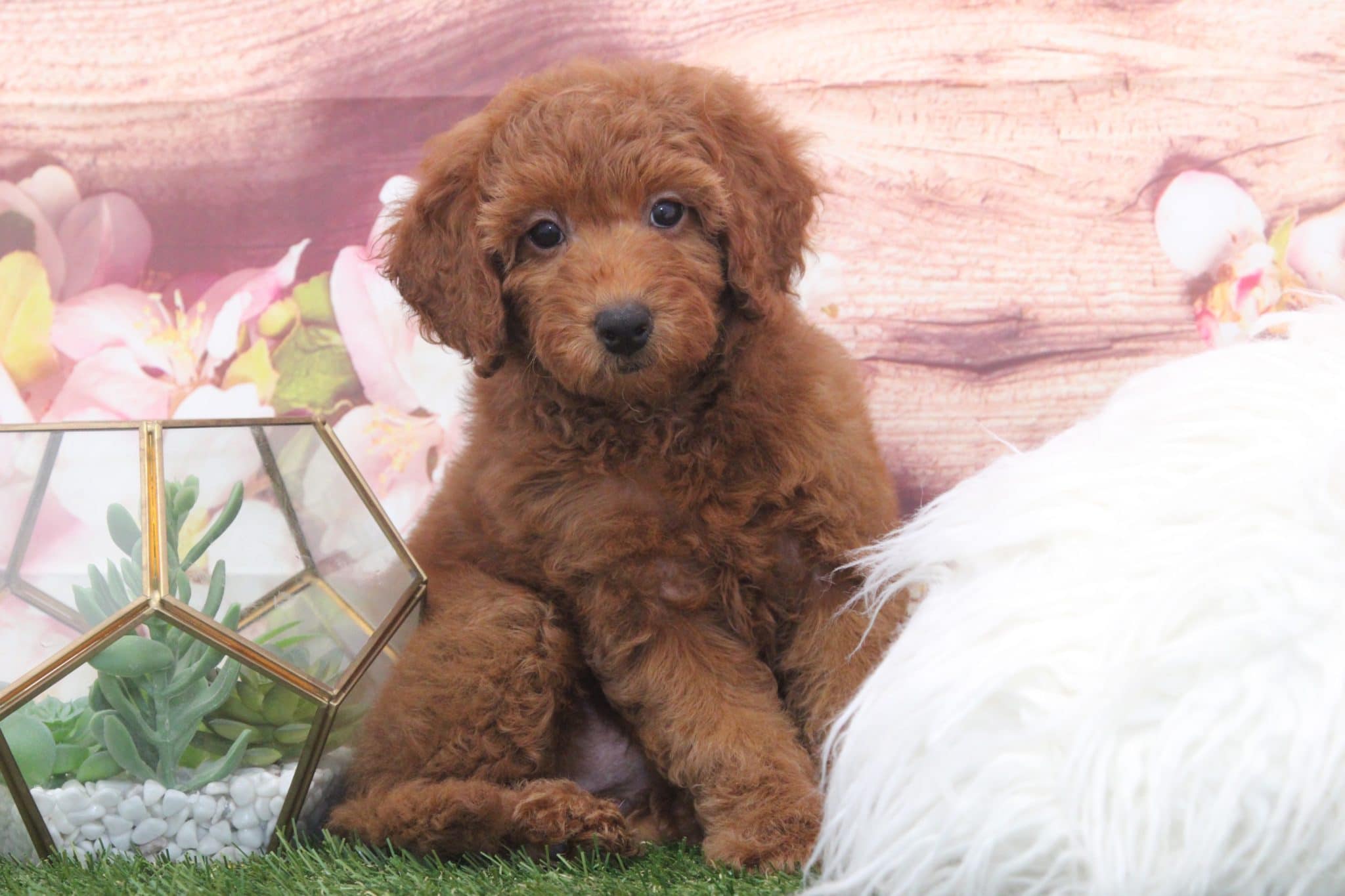 Taffy - Adorable Red Female F1B Mini Goldendoodle Puppy