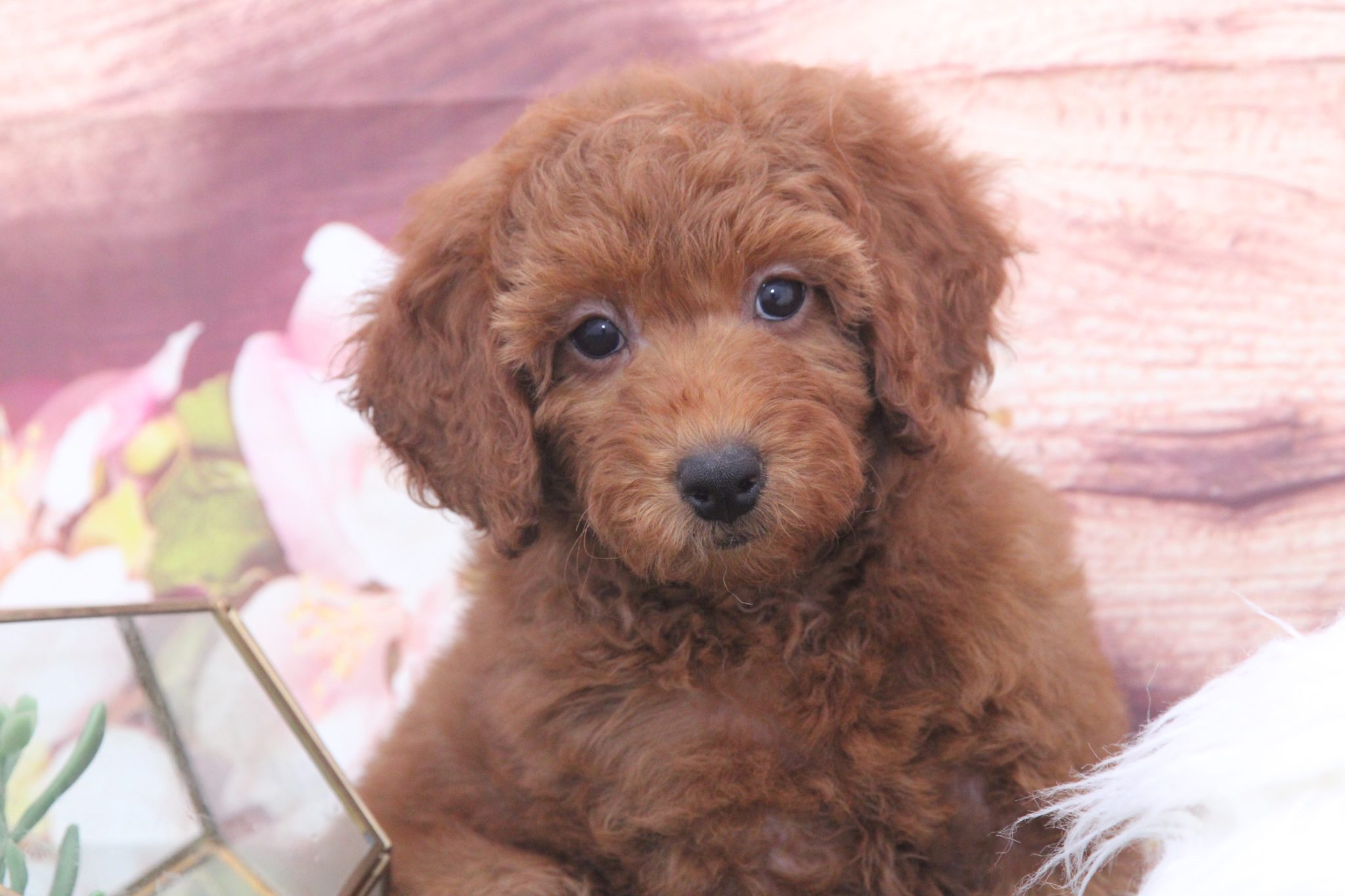 Taffy - Adorable Red Female F1B Mini Goldendoodle Puppy - Image 3