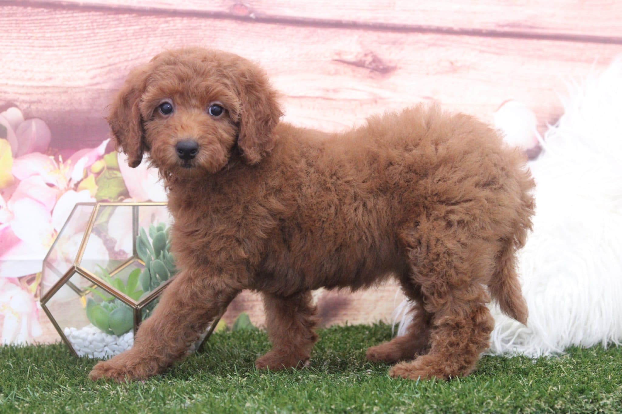 Taffy - Adorable Red Female F1B Mini Goldendoodle Puppy - Image 4