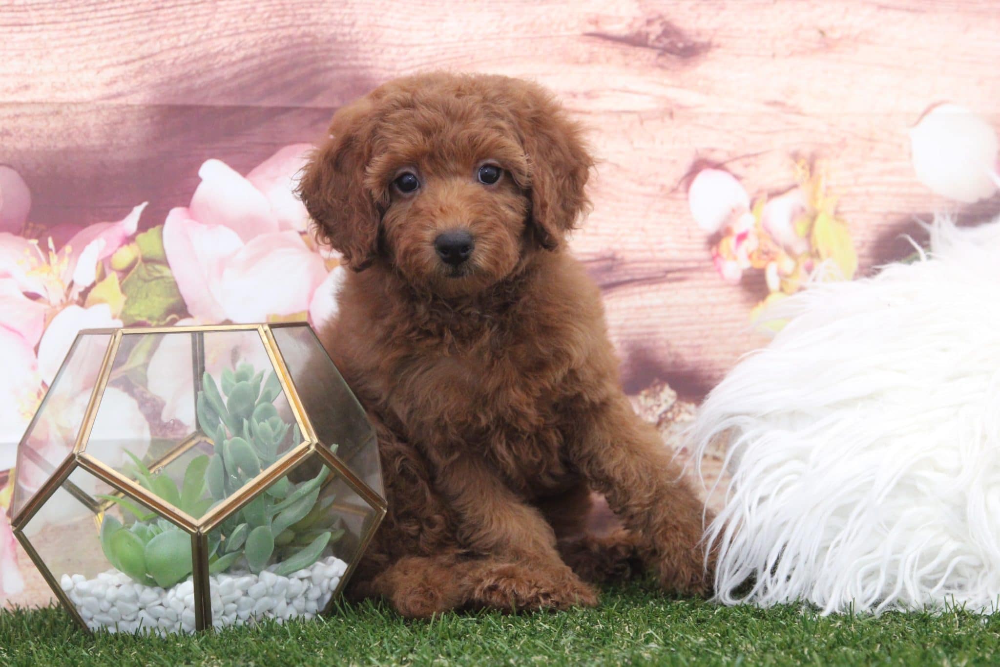 Taffy - Adorable Red Female F1B Mini Goldendoodle Puppy - Image 5