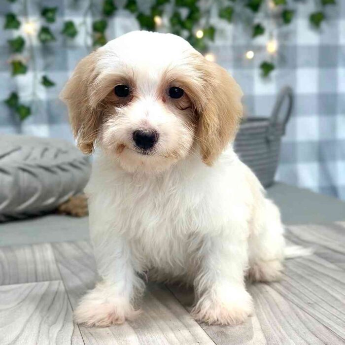 Tala - Stunning Female HavaPoo Puppy - Image 3