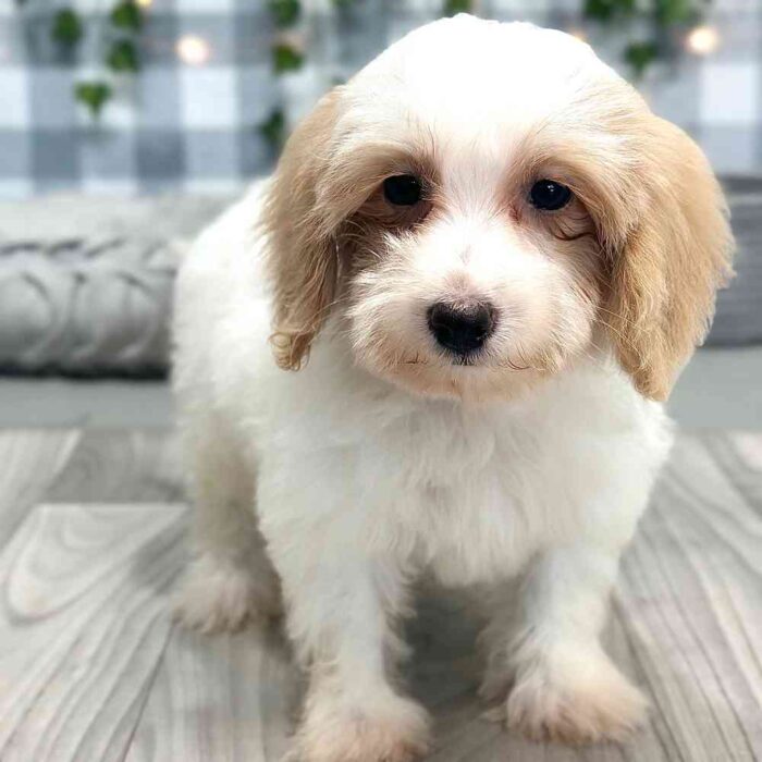 Tala - Stunning Female HavaPoo Puppy - Image 4